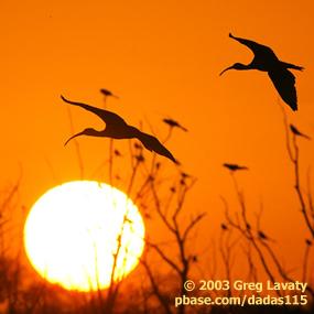White Ibis' in Flight
