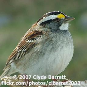 A White-throated Sparrow