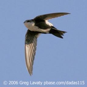 White-throated Swift in Flight