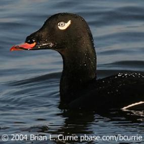 White-Winged Scoter