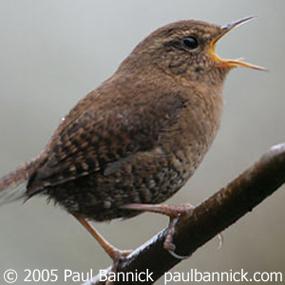 Winter Wren singing