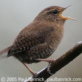 Winter Wren