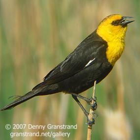 Yellow-headed Blackbird
