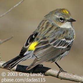 Yellow-rumped Warbler