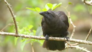 A dark brown to black bird with dark brown eye faces the viewer while perched on a branch, and looks to its right. Its pointed beak has rictal bristles at the base.