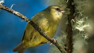 A small light yellow to olive green bird with a short forked tail perched on a branch in filtered sunlight.
