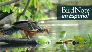 A Hoatzin at a pond's edge. "BirdNote en Español" appears in the top right corner.