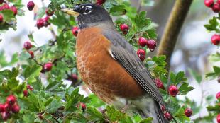 American Robin on a branch with berries