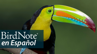 A Keel-billed Toucan faces to the right displaying a brightly colored bill. "BirdNote en Español" appears in the bottom left corner.