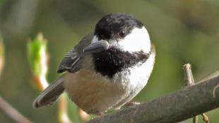 Black-capped Chickadee with seed