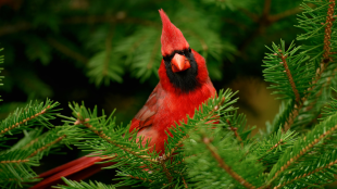 Male Northern Cardinal stands in a tree surrounded by branches