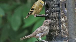 Female finches at a bird feeder