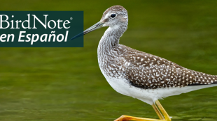 Un esbelto pájaro playero gris con largas patas amarillas vadea el agua. "BirdNote en Español" aparece en la esquina superior izquierda.