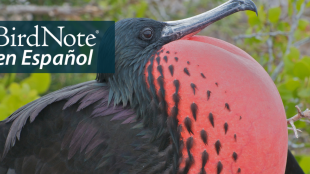 Magnificent Frigatebird with his red throat sac ballooned out with air