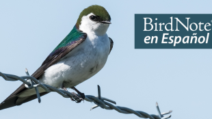 Violet-green Swallow perched on a wire. "BirdNote en Español" appears in the top right corner of the image.