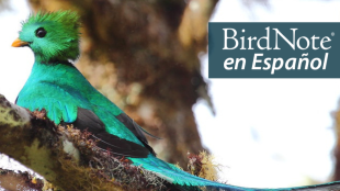 A vivid iridescent green-feathered bird with red breast and long, long blue tail feathers. "BirdNote en Español" appears in the upper right corner.