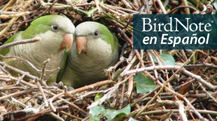 A pair of small green parrots peer out from an opening in a large nest made of sticks and branches. "BirdNote en Español" appears in the upper right corner.