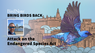 Bring Birds Back Season 8 Episode 2