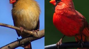 Northern Cardinals, male and female 