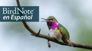 A Bumblebee Hummingbird perched on a branch with its beak open. "BirdNote en Español" appears in the top left corner.