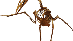 Ichthyornis cast