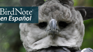 A Harpy Eagle looks directly at the camera. "BirdNote en Español" appears in the upper left corner.