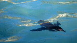 Humboldt Penguin swimming below the water's surface