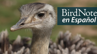 A Rhea looks out over the landscape. "BirdNote en Español" appears in the upper right corner.