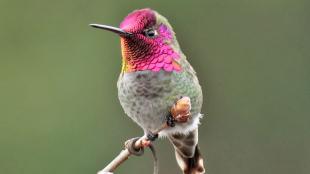 Anna's Hummingbird