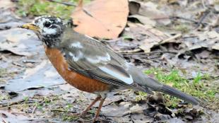 Leucistic American Robin stands on wet, muddy grass