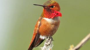 Rufous Hummingbird showing off its gorget