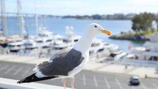A gull on San Diego Bay
