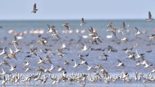 A flock of Wilson's Phalaropes, some flying past others standing at the shoreline of a large body of blue water.