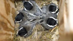 Black-capped Chickadees in nestbox