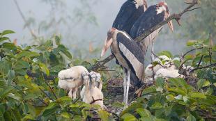 Greater Adjutant Storks standing in their nest with young chicks at their feet
