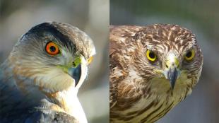 Adult Cooper's Hawk compared to a juvenile Cooper's Hawk