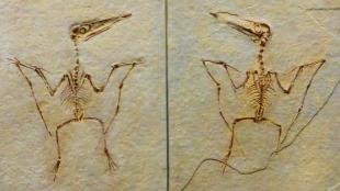 Fossils showing a Pterodactylus Spectabilis
