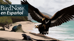 Illustration of a Gigantohierax (extinct genus of eagles) swooping down toward seals on a beach. "BirdNote en Español" appears in the top left corner.