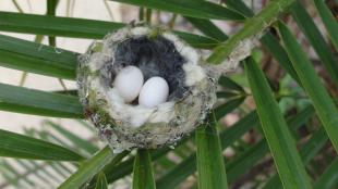 Annas Hummingbird nest with two eggs in it