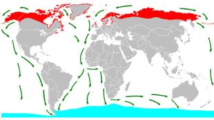 Map of Arctic Tern migration