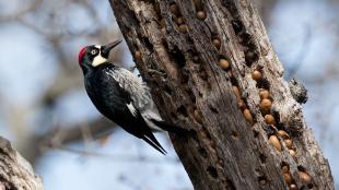 A black and white bird with red patch on his head clings to a tree trunk that has acorns tucked into holes all over the surface.