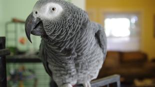 An indoor African Gray parrot faces the viewer, making eye contact while its head is turned to its right.