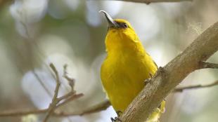 A yellow bird with dark eyes and a very long beak that is curved at the tip sits on a branch in dappled sunlight