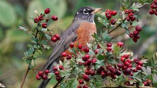 American Robin in hawthorn berries