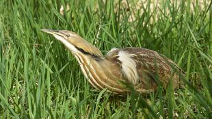 American Bittern crouched in tall green grass