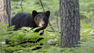 An American Black Bear looks toward the viewer as it stands between tree trunks and greenery.