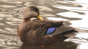 Black Duck on the water