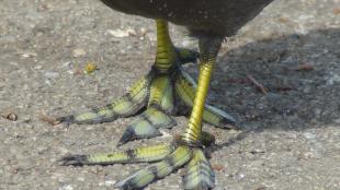 Close-up of the lobed toes on the waterbird American Coot's feet