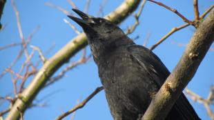 American Crow calling, perched on branch against clear blue sky