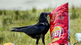 American Crow and chips